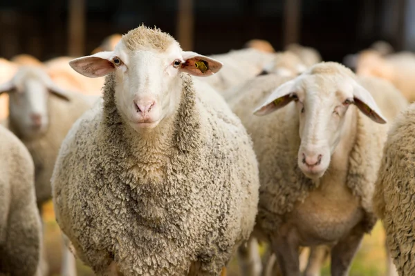 Sheep looking at camera