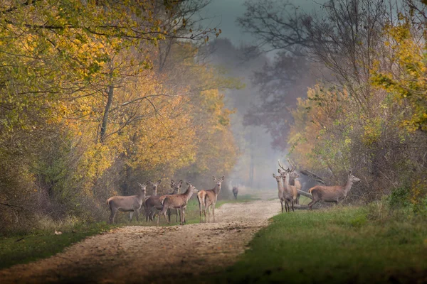 Wild animals in forest