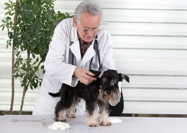 Dog ear examination