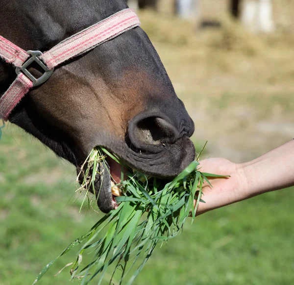 Horse feeding