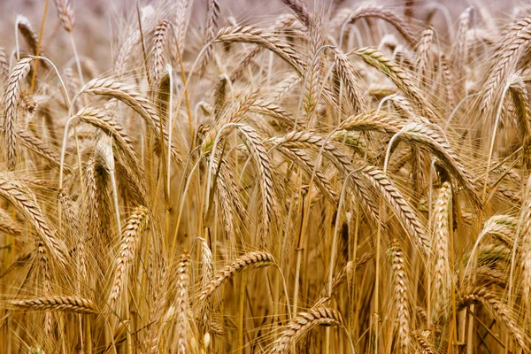 Barley field