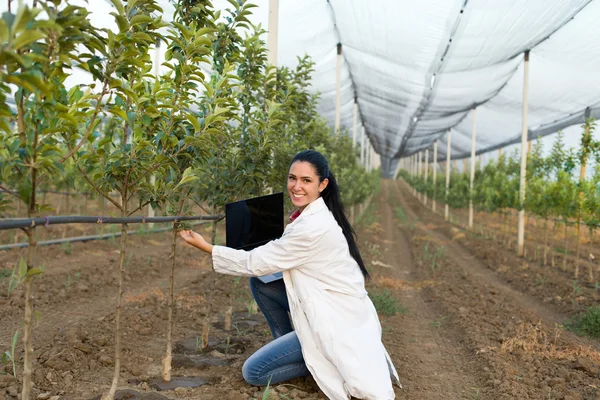 Woman agronomist in the orchard