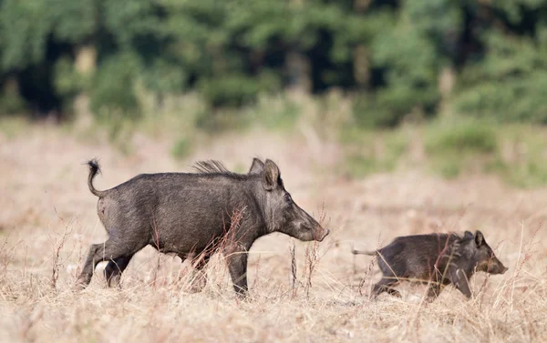 Wild boar with piglet