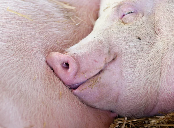 Pig sleeping in barn