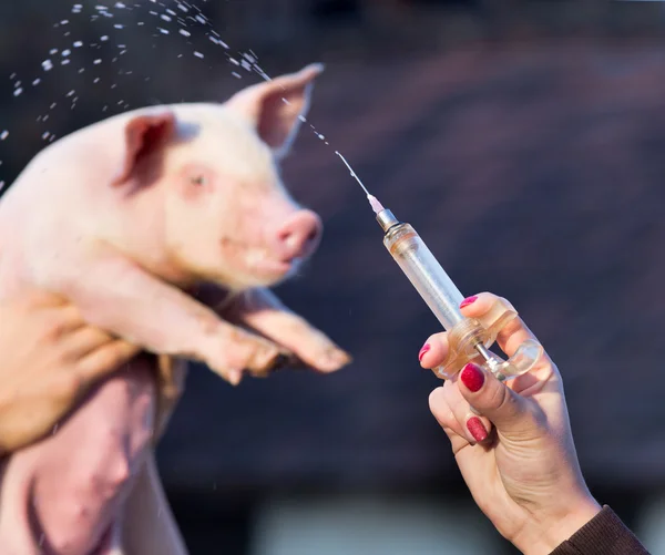 Piglet vaccination on farm