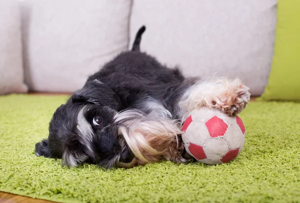 Miniature Schnauzer with ball