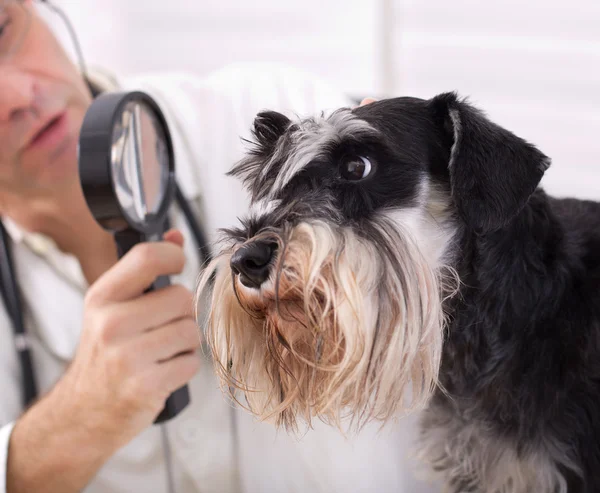 Dog at veterinarian