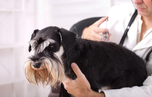 Veterinarian applying injection to a dog