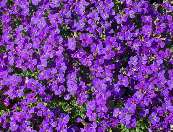 Purple flowers full frame