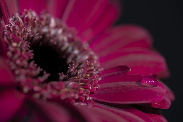 A purple/red flower closeup, with a single drop of water on one petal