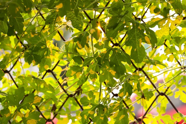 Leaf sunset summer relax background rim light