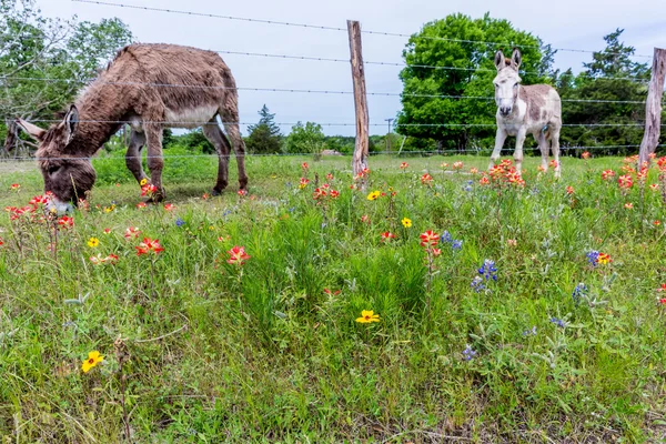 A Donkey in Texas Field of Wildflowers