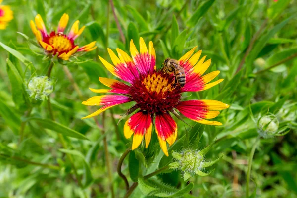 Honey Bee on a Texas Indian Blanket (or Fire Wheel)  Wildflower