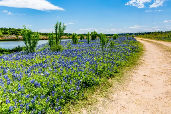 Old Texas Dirt Road in Field of  Texas Bluebonnet Wildflowers