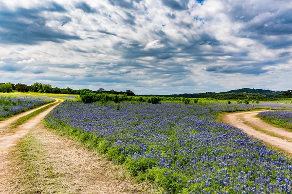 Old Texas Dirt Road in Field of  Texas Bluebonnet Wildflowers