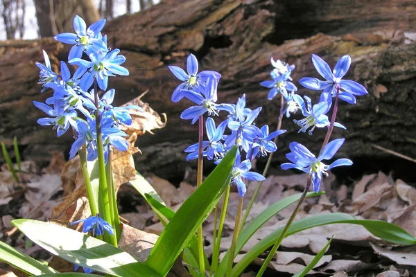 Blue spring bluebell flowers, Russia.