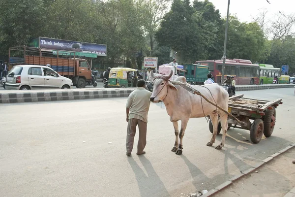 Indian man tries to move his bullock cart on a street, New Delhi, India.