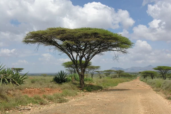 Road landscape with Acacia tree, Kenya.
