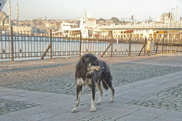 Stray dog near Galata Bridge in Istanbul, Turkey.