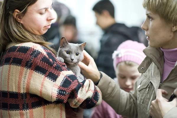 Volunteer shows cat from homeless shelter at the exhibition \