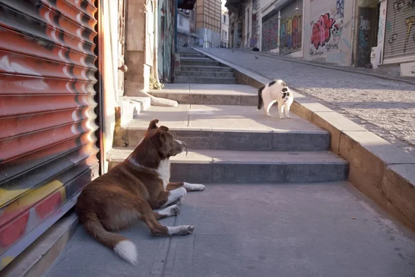 Stray animals in Beyoglu area, Istanbul, Turkey.