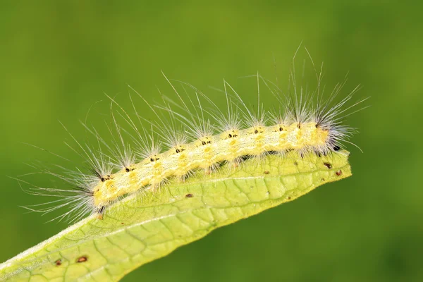 Cute caterpillar on green leaf