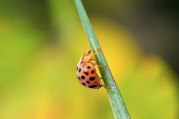 Ladybug on green leaf in the wild