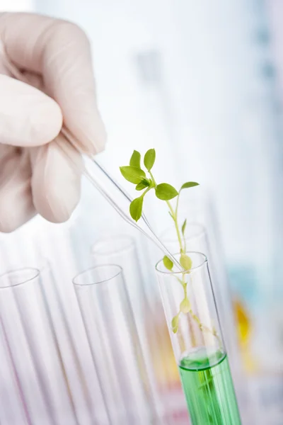 Plant chemical research