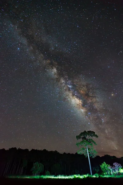 Silhouette of Tree and Milky Way Phu Hin Rong Kla National Park,