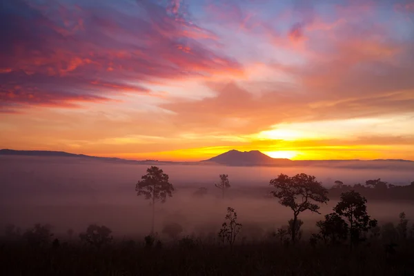 Misty morning sunrise in mountain at Thung Salang Luang National
