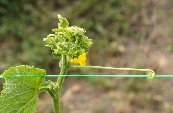 Cucumber plant with Flowers end tendrils