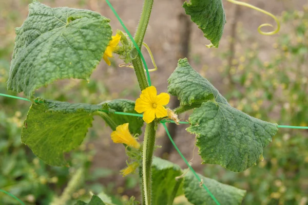 Cucumber plant with Flowers end tendrils