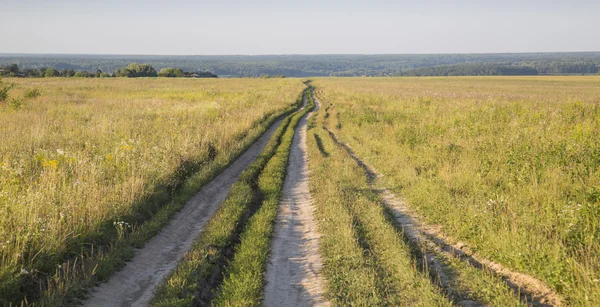 Wild Nature of Kaluga Region in Russia in Summer