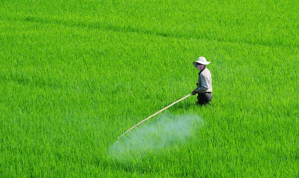 Asian farmer spraying pesticide in paddy field