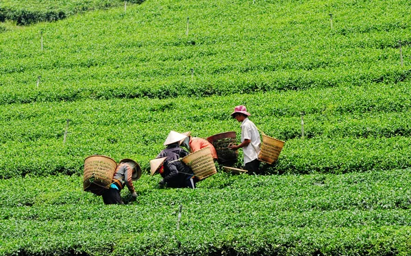 Asian workers harvesting tea