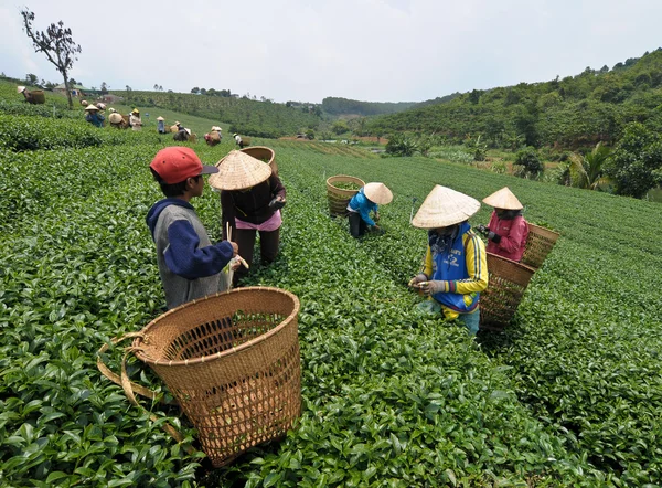 Asian workers harvesting tea