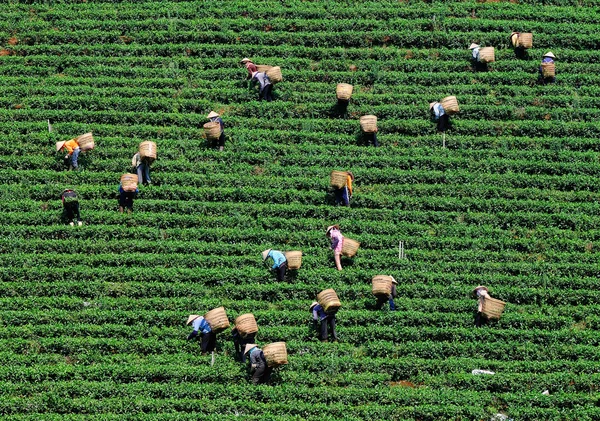 Asian workers harvesting tea