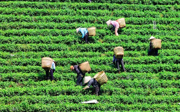 Asian workers harvesting tea