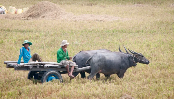 Ox cart on the paddy rice field in Vietnam