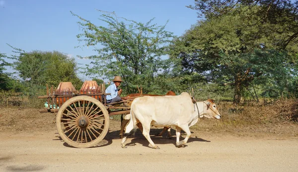 Burmese man riding ox cart at Ancient city in Bagan