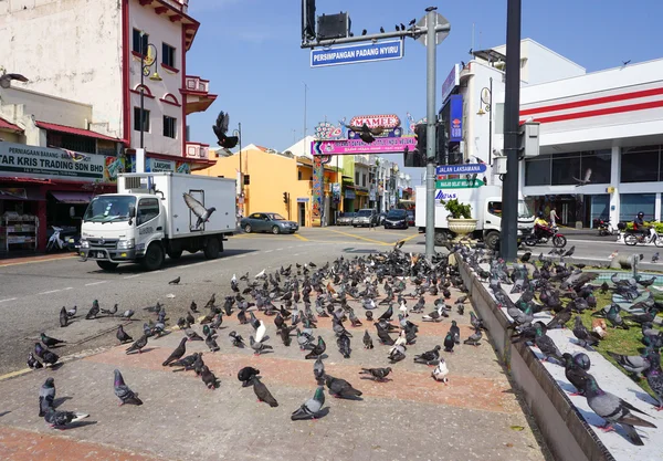 Pigeons waiting for feed in Malacca