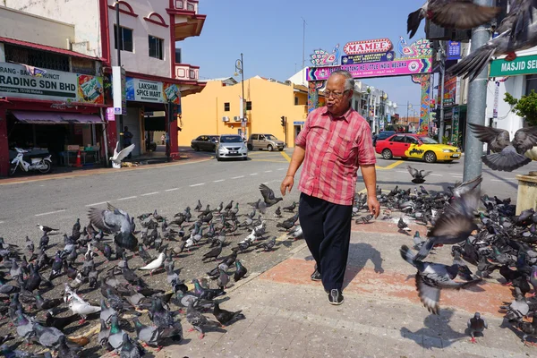 Pigeons waiting for feed in Malacca