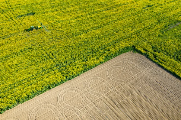 Tractor spraying on the rape field