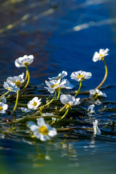 Flowers of the underwater plant