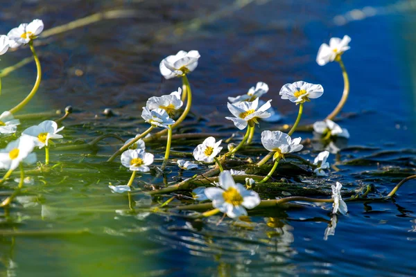 Flowers of the underwater plant