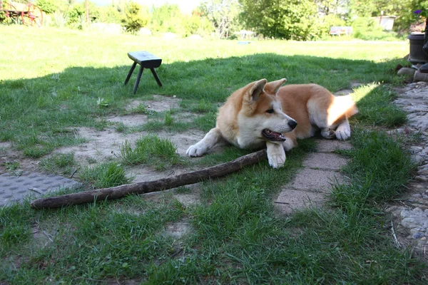 Akita Inu puppy