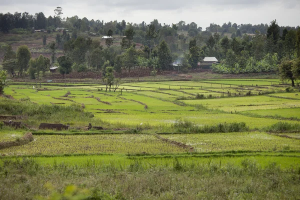 Rice fields in Kenya