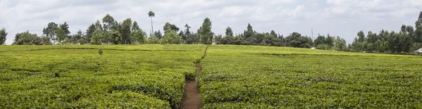 Tea plantation in Kenya