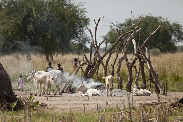 Children and cattle in south sudan