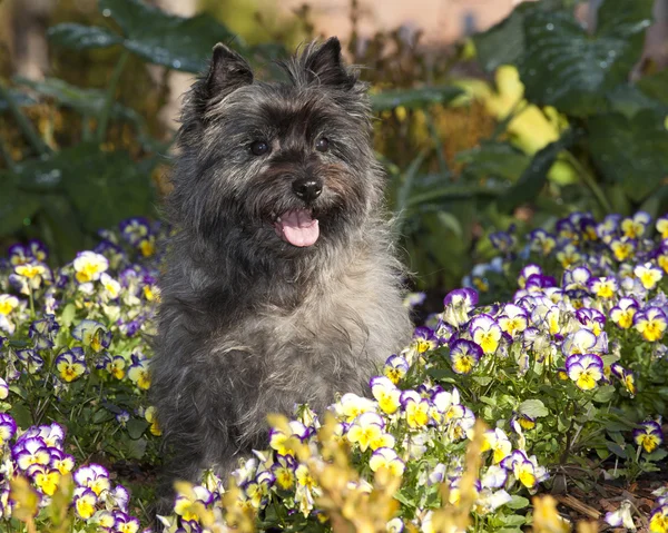 Black dog in flowers